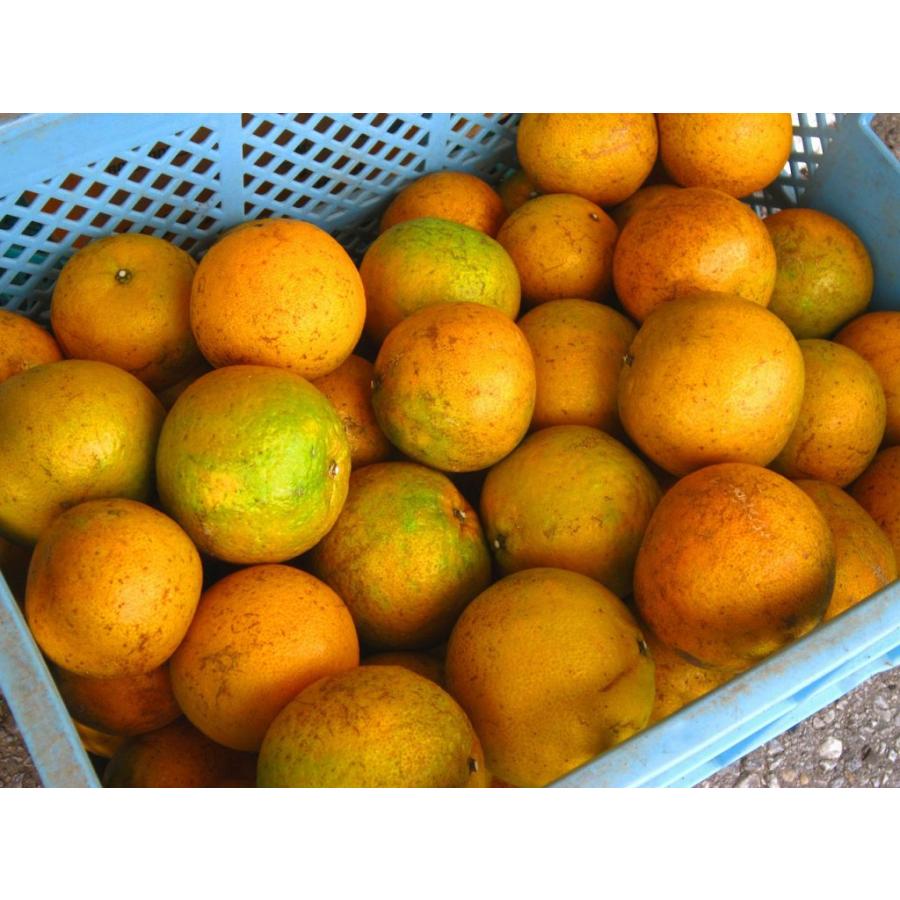 タンカン 3キロ やんばる沖縄産 たんかん みかん 桶柑 白箱贈答