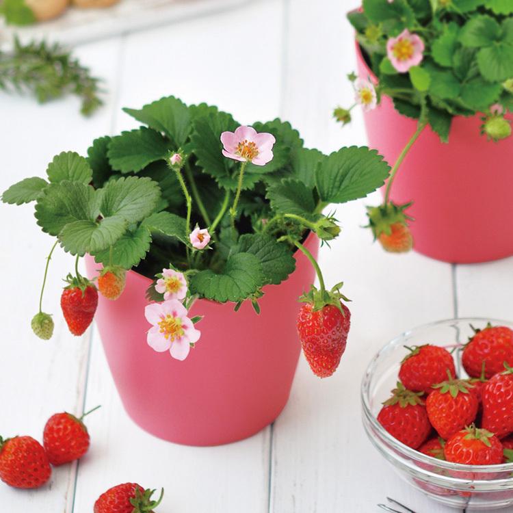 ガーデニング 栽培キット 室内 食育 育てる 家庭菜園 四季なりイチゴ 苺 ピンクの花咲くストロベリー栽培キット ラッピング対応 Bm Rooming 通販 Yahoo ショッピング