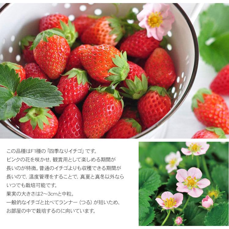 ガーデニング 栽培キット 室内 食育 育てる 家庭菜園 四季なりイチゴ 苺 strawberry インテリア ピンクの花咲くストロベリー栽培キット|beadsmania-shop|03