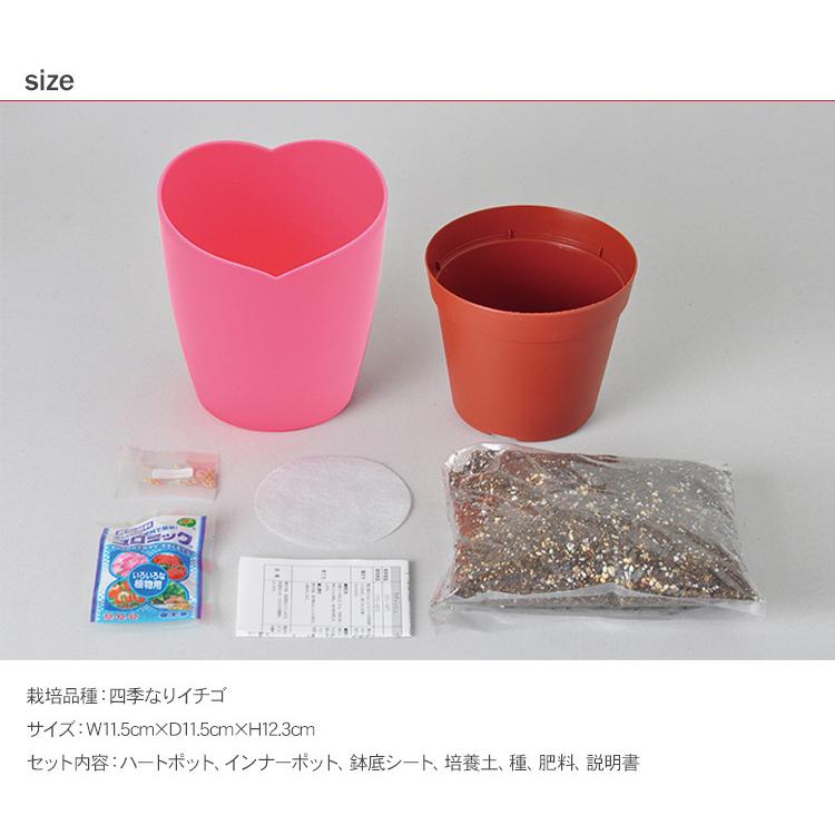 ガーデニング 栽培キット 室内 食育 育てる 家庭菜園 四季なりイチゴ 苺 strawberry インテリア ピンクの花咲くストロベリー栽培キット|beadsmania-shop|05