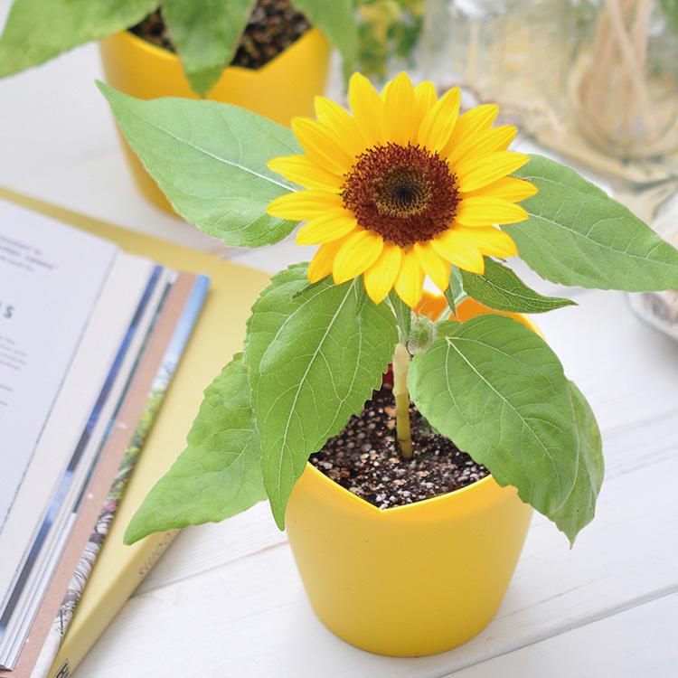 ガーデニング 栽培キット 室内 家庭菜園 花 向日葵 食育 育てる
