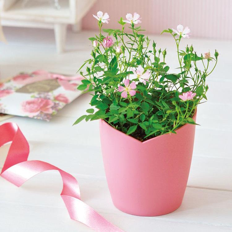 ガーデニング 栽培キット 室内 ミニバラ 花 育てる おしゃれ