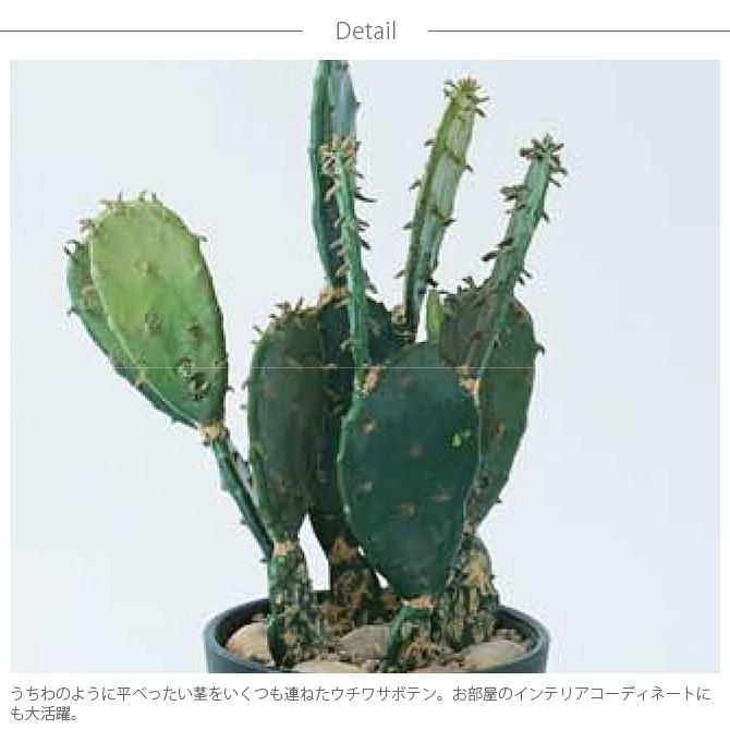 光触媒　人工観葉植物　ウォールグリーン　フェイクグリーン　ウチワサボテンz No9385 大人の空間に映える リアル フェイクグリーン 「洗練された