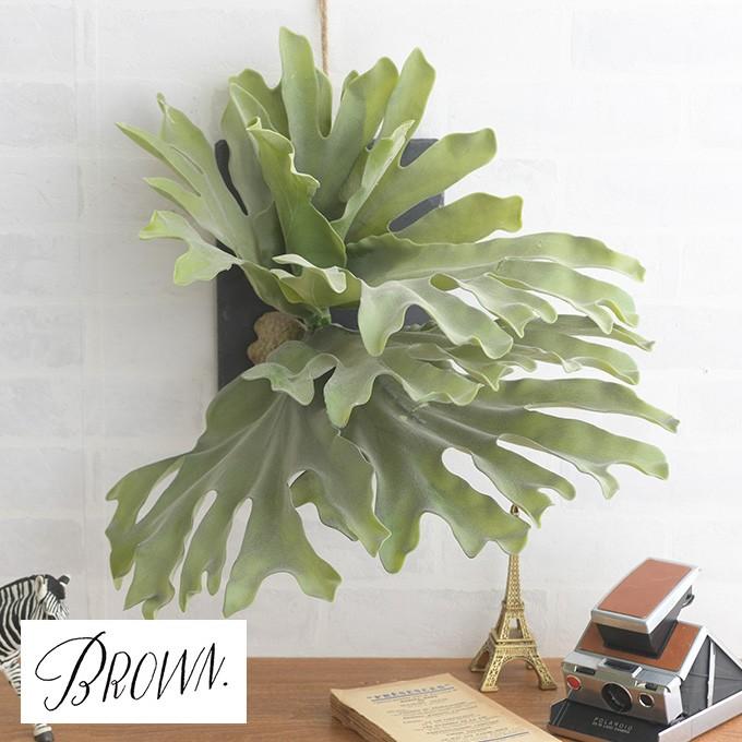 実生強棘 斑入りホリダ 2024.5播種 アガベ アガベ：ホリダ 4.5号鉢入り