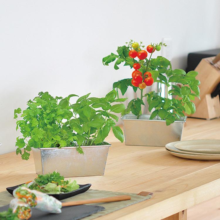 ガーデニング 栽培キット 室内 食育 育てる 家庭菜園 ハーブ 野菜 果物 手作り 工作 キット ハンドメイド 栽培キット デリッシュガーデンダブル Mbm 0600 Rooming 通販 Yahoo ショッピング