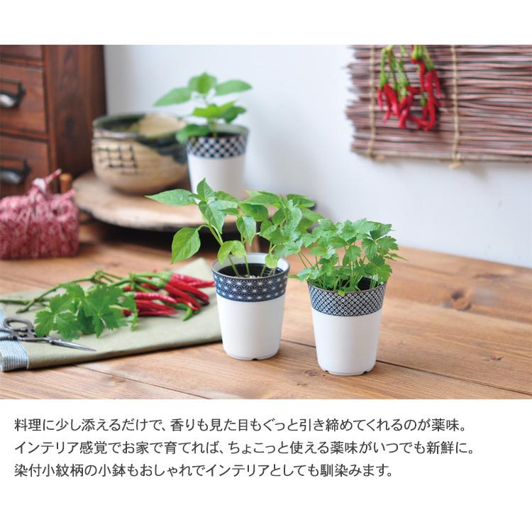 プレゼント ガーデニング 栽培キット 室内 食育 育てる 家庭菜園 ハーブ 野菜 薬味 インテリア 染付小紋薬味小鉢 Aynaelda Com