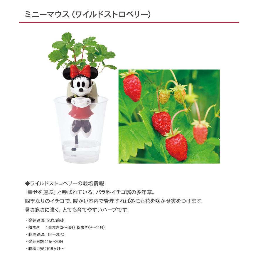 早割クーポン ガーデニング 栽培キット 室内 食育 育てる 家庭菜園 ハーブ 野菜 果物 インテリア Disney グローニーテーブル Aynaelda Com