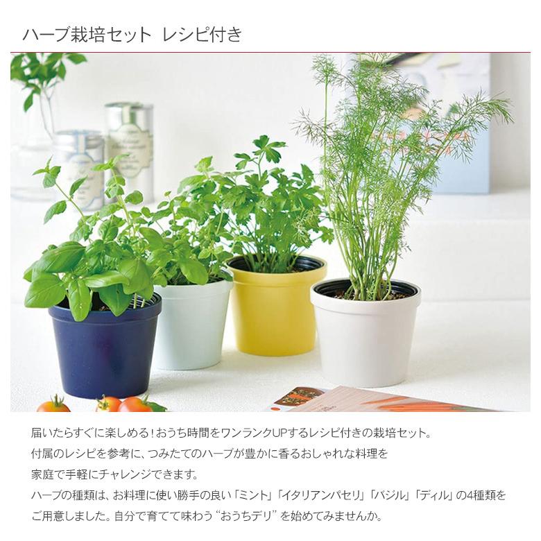 ガーデニング 栽培キット 室内 食育 育てる 家庭菜園 ハーブ 野菜 薬味 インテリア ハーブ栽培セット レシピ付き ラッピング対応 Mbm 0993 Rooming 通販 Yahoo ショッピング