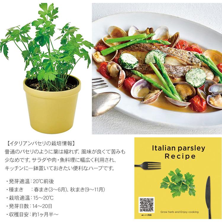 100 本物 聖新陶芸 レシピ付き栽培セット Gd951 3 バジル 園芸用品 ミニ盆栽 栽培キット 東急ハンズ Riosmauricio Com