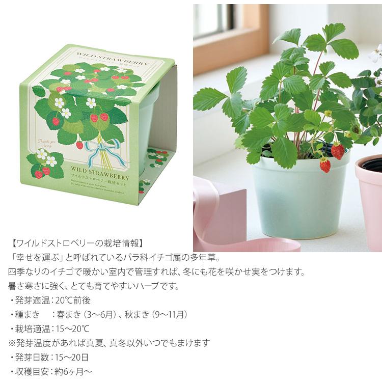 家庭菜園セット、ご予約承ります。 水耕栽培 キット セット 家庭菜園 プランター栽培 育苗 水耕栽培