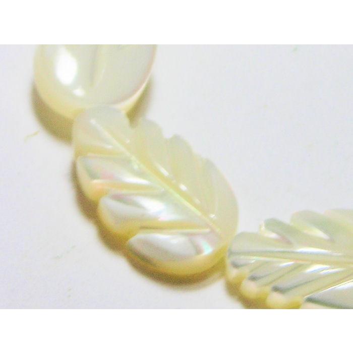 タカセ貝　ハッパ12×7mm |  | 01