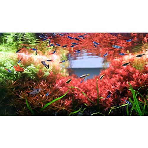 カミハタ ツインスター E-LINE クリアスタンド 600EC 