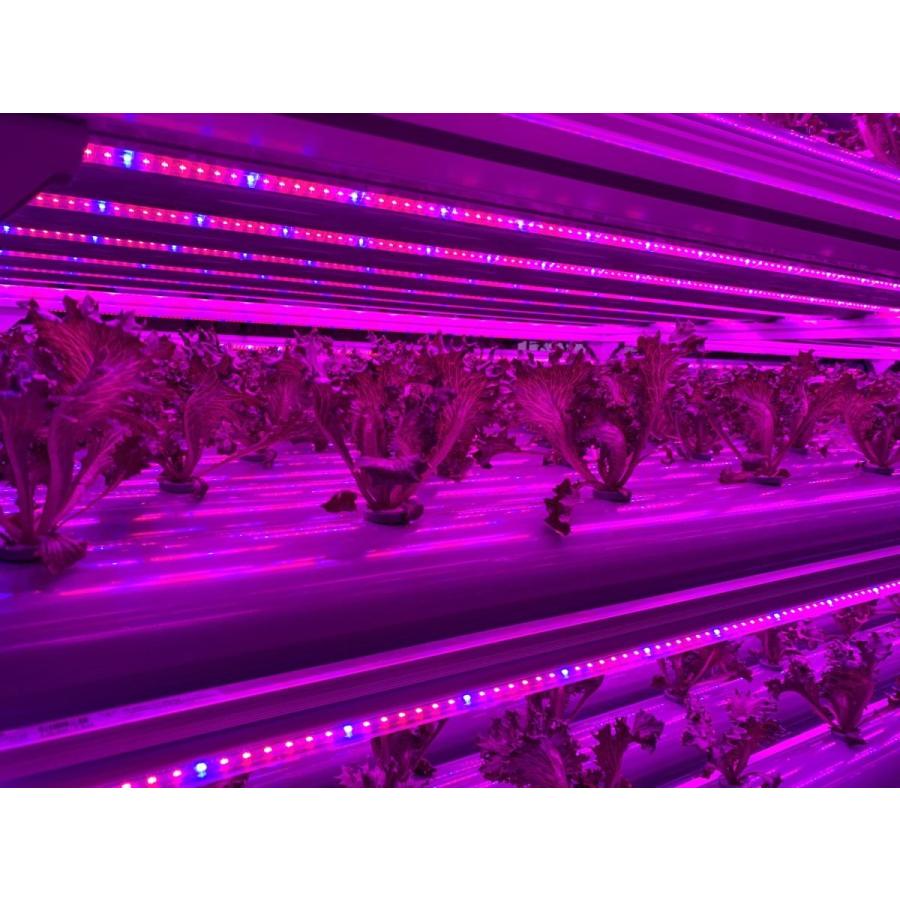 4本セット LED 植物育成ライト LED 蛍光灯 40W 器具一体型 直管 T5 LED 直管蛍光灯 LED蛍光管 天井照明 間接照明 棚下照明 ショーケース照明 LED LG40-T5V｜beamtec｜07