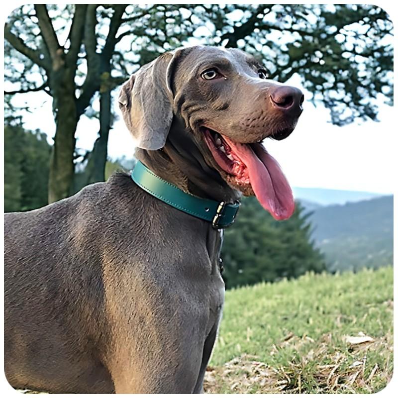 名入れ無料 犬用 本革首輪 厚手レザー 首回り調整可能 ベルトタイプ 小型犬 中型犬 大型犬対応 迷子札リング付き 牛革製 おしゃれカラー 5サイズ展開 丈夫 |  | 15