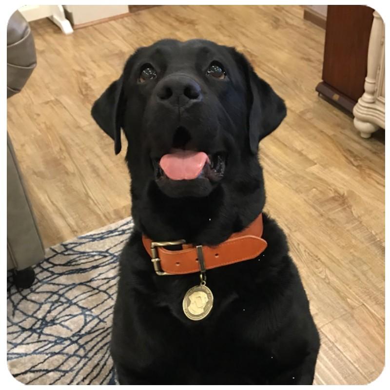 名入れ無料 犬用 本革首輪 厚手レザー 首回り調整可能 ベルトタイプ 小型犬 中型犬 大型犬対応 迷子札リング付き 牛革製 おしゃれカラー 5サイズ展開 丈夫 |  | 16