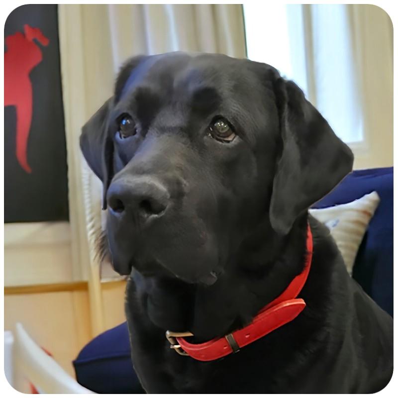 名入れ無料 犬用 本革首輪 厚手レザー 首回り調整可能 ベルトタイプ 小型犬 中型犬 大型犬対応 迷子札リング付き 牛革製 おしゃれカラー 5サイズ展開 丈夫 |  | 18