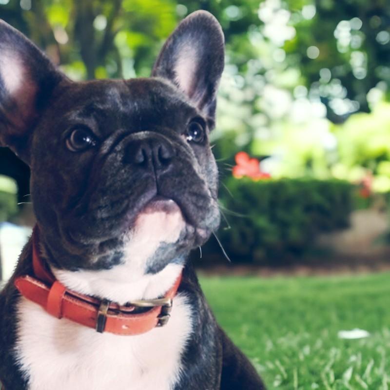 名入れ無料 犬用 本革首輪 厚手レザー 首回り調整可能 ベルトタイプ 小型犬 中型犬 大型犬対応 迷子札リング付き 牛革製 おしゃれカラー 5サイズ展開 丈夫 |  | 19