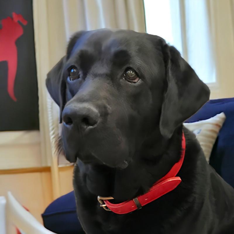 犬用首輪 本革 牛革 名入れ無料 名前入り刻印 ベルトタイプ 厚手レザー