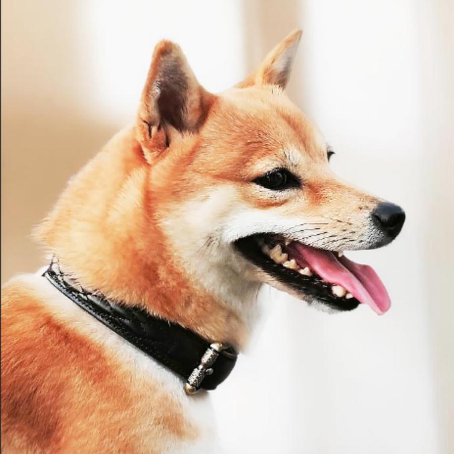 犬 首輪 ベルト首輪 本革首輪 キルティング加工 犬 ベーシック 犬首輪 シンプル 革 おしゃれ かわいい 小型犬 中型犬 大型犬サイズあり |  | 20