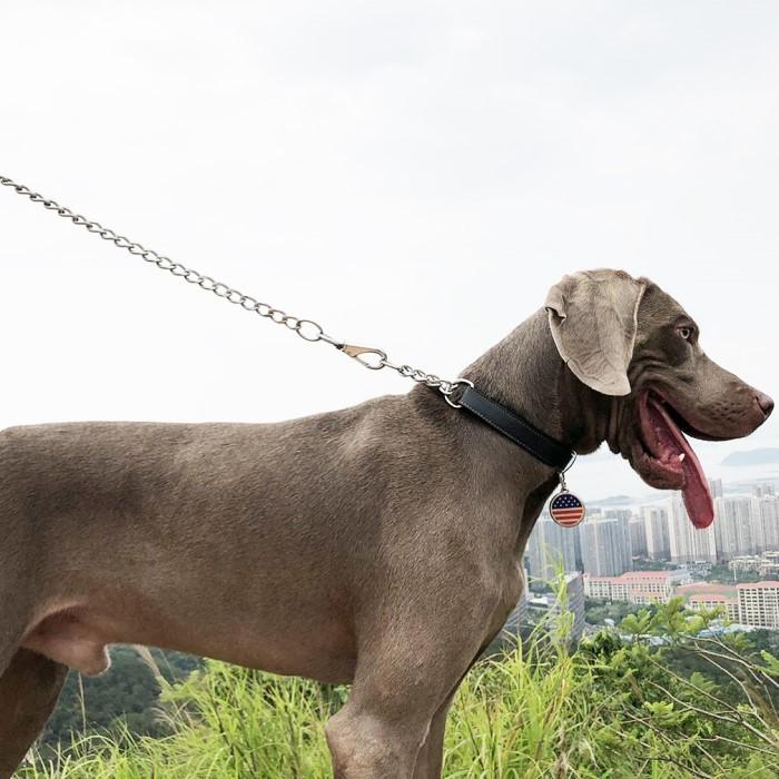 犬 ハーフチョーク 本革 首輪 犬首輪 革 おしゃれ かわいい 中型犬 犬の首輪 柴犬 フレンチブルドッグ いぬ くびわ レザー 犬用品 送料無料 Mサイズ｜beanspet2018｜09