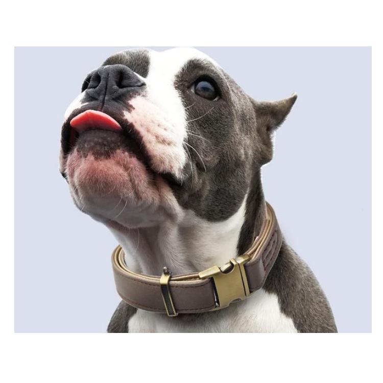 犬 ワンタッチ 首輪 犬首輪 革 おしゃれ かわいい 小型犬 犬の首輪 チワワ トイプードル いぬ くびわ 犬用品 送料無料 犬用 カラー レザー Sサイズ Collar A S Beanspet 通販 Yahoo ショッピング