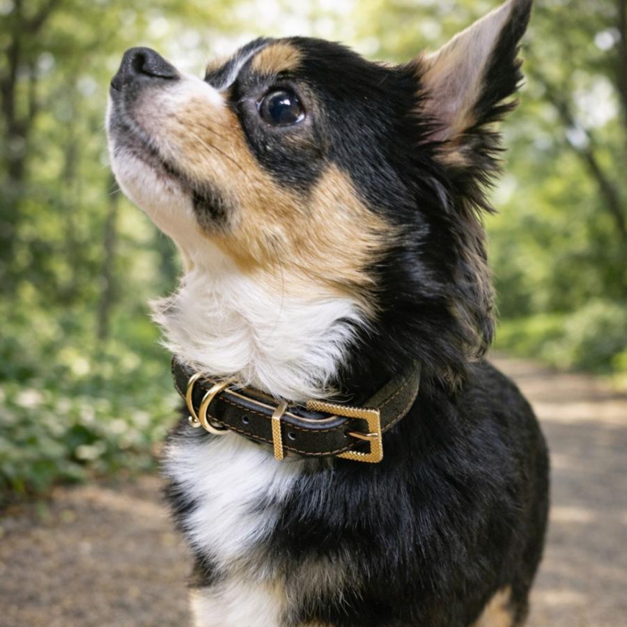 20%OFFクーポン対象 犬 ベーシック ソフトタッチ 首輪 犬首輪 革