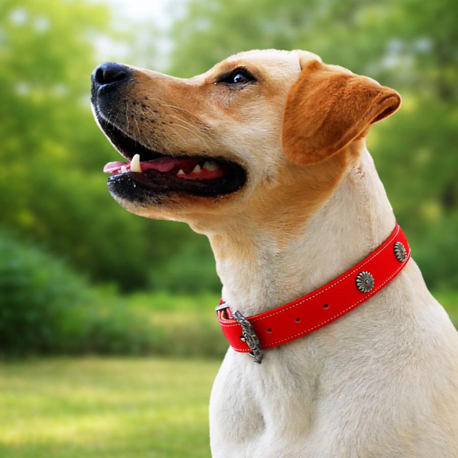 20%OFFクーポン対象 犬用首輪 レザー アンティーク調 小型犬 中型犬
