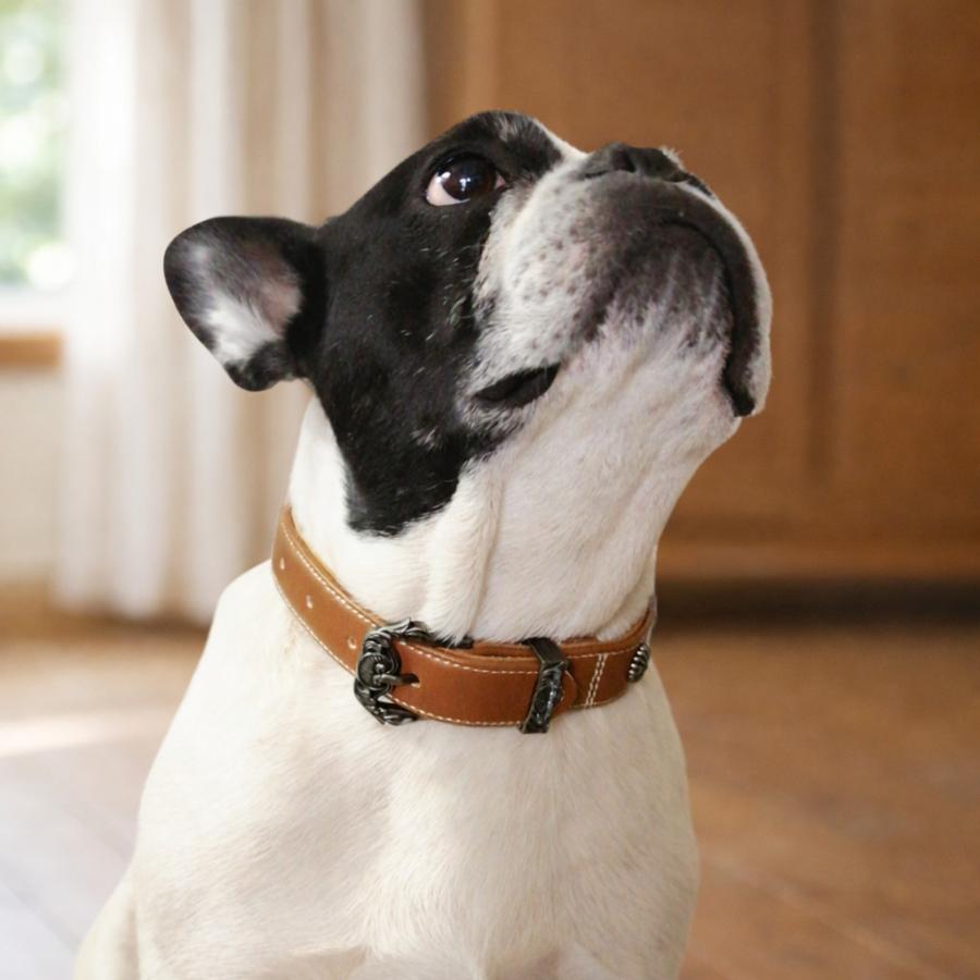 20%OFFクーポン対象 犬用首輪 レザー アンティーク調 小型犬 中型犬
