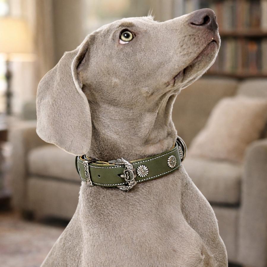 20%OFFクーポン対象 犬用首輪 レザー アンティーク調 小型犬 中型犬