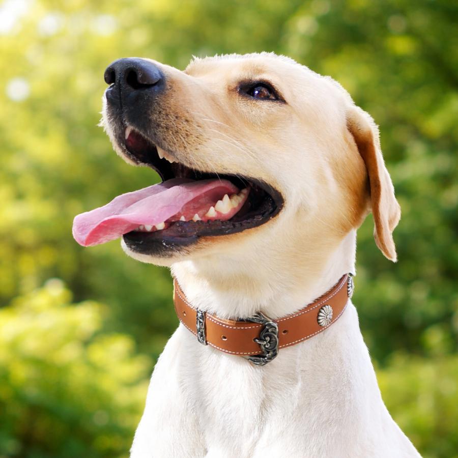 犬用首輪 マイクロファイバーレザー アンティーク調 スタッズ 小型犬