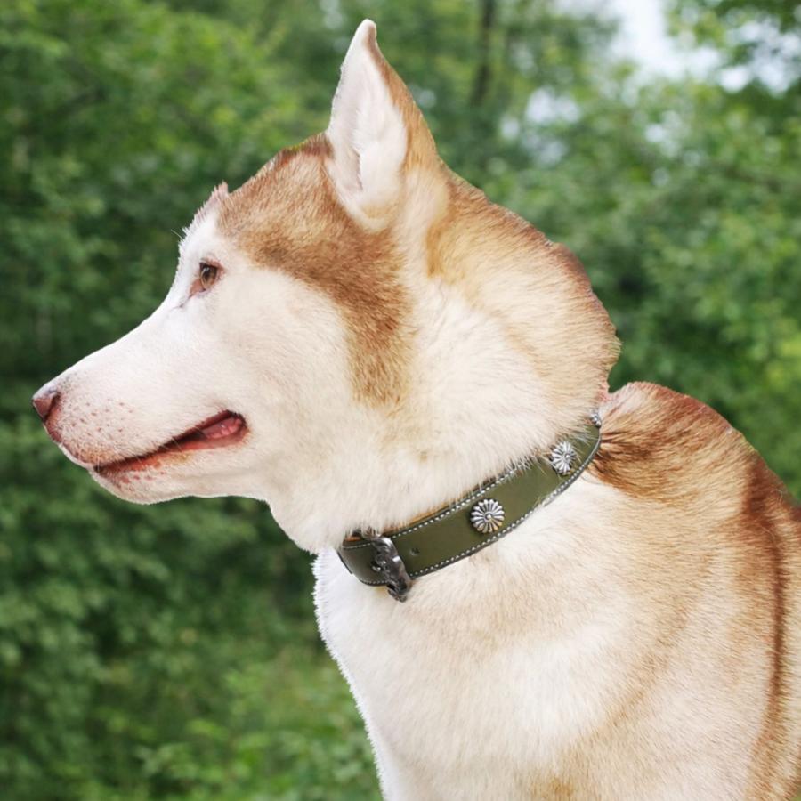 20%OFFクーポン対象 犬用首輪 レザー アンティーク調 小型犬 中型犬