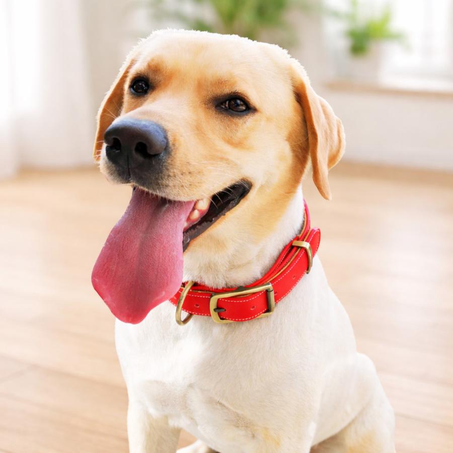 犬用首輪 レザーベルト 毛が挟まりにくい レザー ベルトタイプ