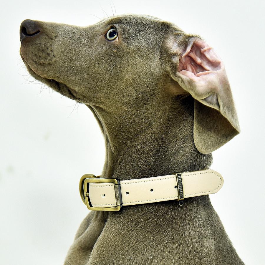 犬用首輪 レザーベルト 毛が挟まりにくい レザー ベルトタイプ