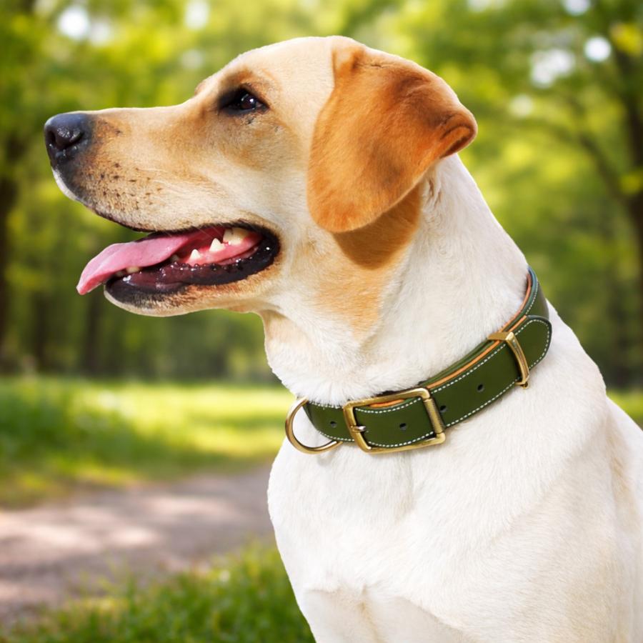 犬用首輪 レザーベルト 毛が挟まりにくい レザー ベルトタイプ