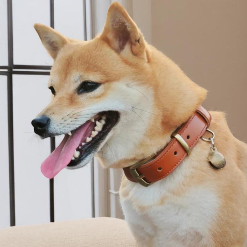名入れ無料 本革 犬用首輪 XS〜XLサイズ対応 軽量設計で小型犬から大型