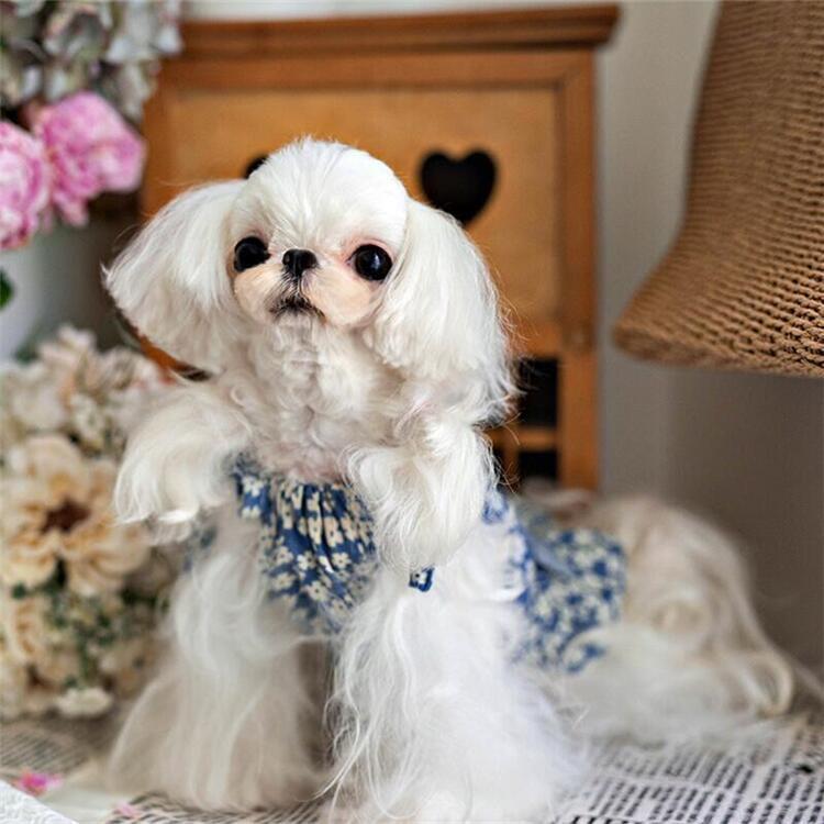 100円 Off ドッグウェア 可愛い あり 夏服 22ss サイズ交換可 シースルー 女の子 犬 超小型犬 中型犬 クーポン キャミソール 小型犬