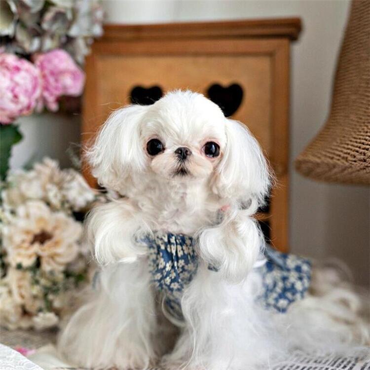 犬服 ワンピース 春夏 コットン100% リボン付き 花柄 ブルー 小型犬 XS