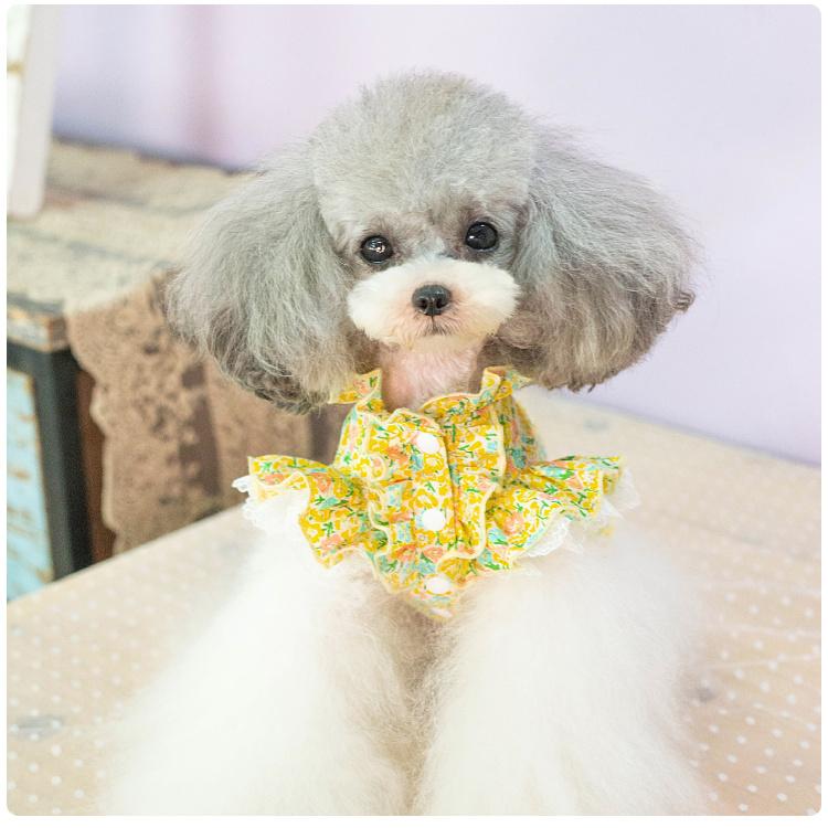 犬服 ワンピース 春夏 スタンドフリル フラワー柄 小型犬 中型犬 XS S