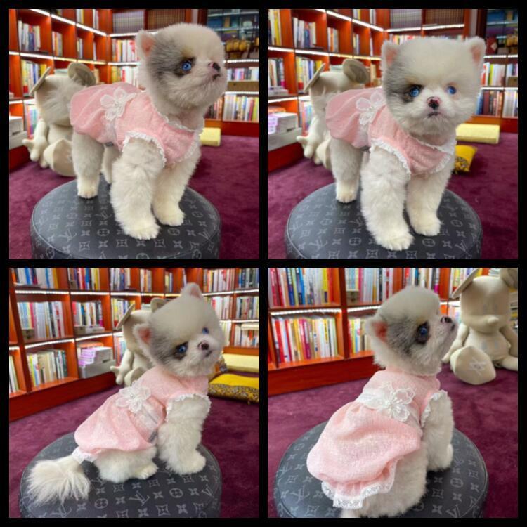 犬服 ワンピース 春夏 ポリエステル100% フラワーモチーフ レース 小型