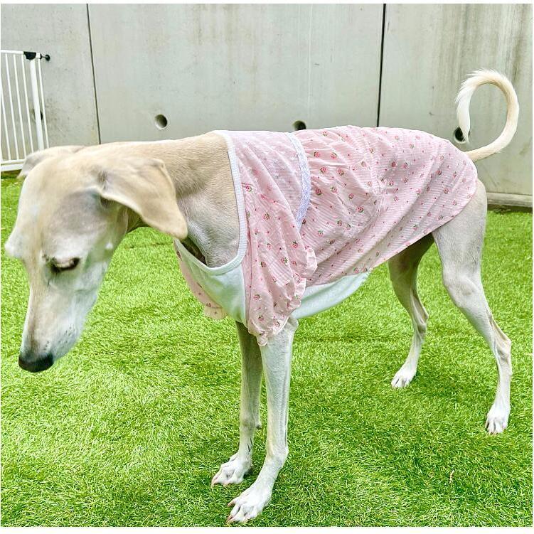 中型犬 大型犬 犬用 ワンピース スイートいちご柄 犬服 犬 服 犬