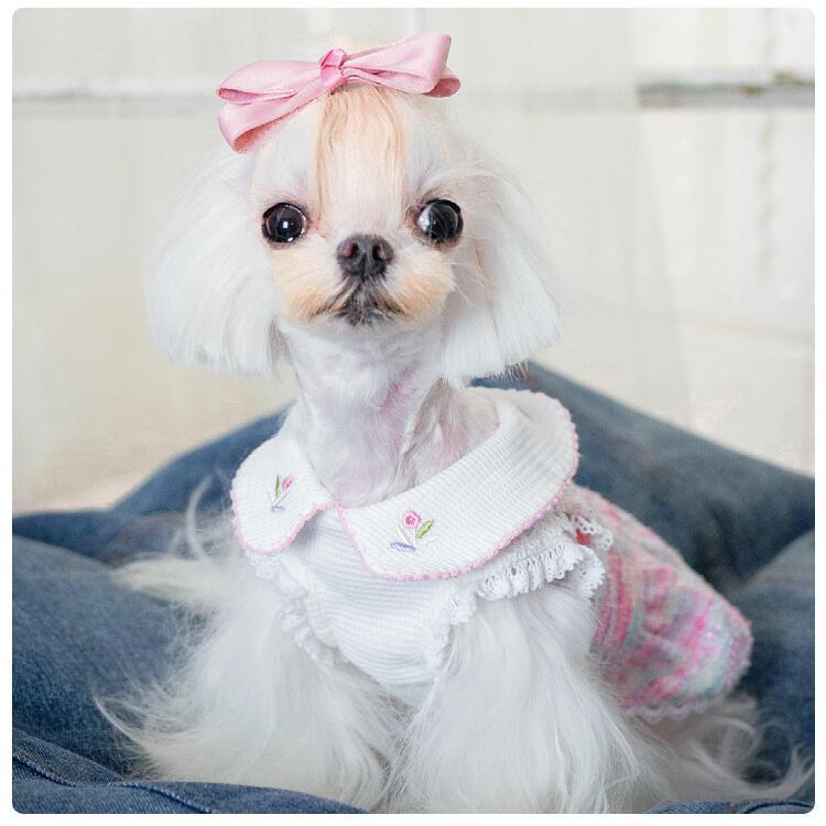 犬服 ワンピース 秋冬 春 綿100％ 虹色ツイード 襟付き レース 小型犬