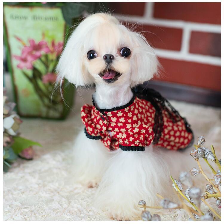犬 服 ワンピース 帽子セット 2点 小型犬 中型犬 ドッグウェア 綿100
