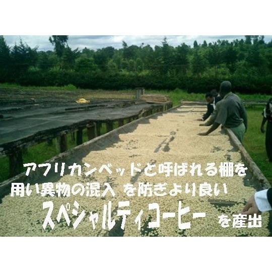 bears coffee コーヒー豆ケニア マサイAA 200g コーヒー送料無料 コーヒー豆お試し コーヒー豆焙煎 サンプルコーヒー 激安コーヒー 高品質コーヒー |  | 04