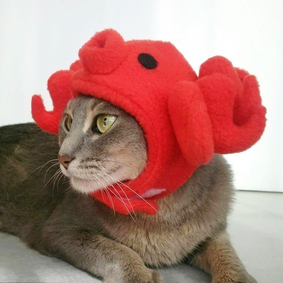 犬猫用コスプレ タコのかぶりもの 帽子 変身 ペット用 Bsb02 0019 Beatitudo 通販 Yahoo ショッピング