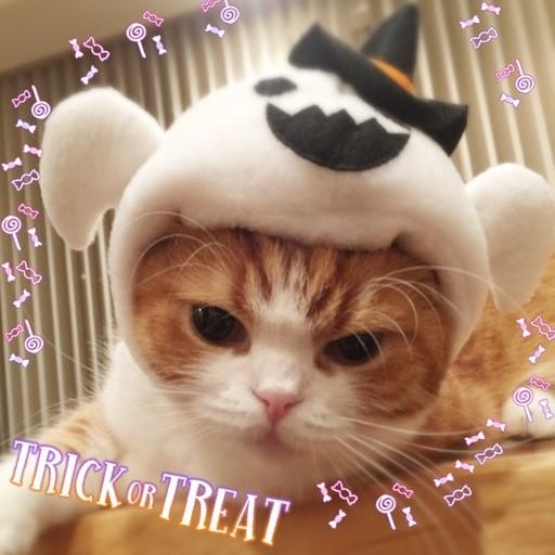 犬猫用コスプレ ハロウィンおばけのかぶりもの（帽子） 変身 ペット用 