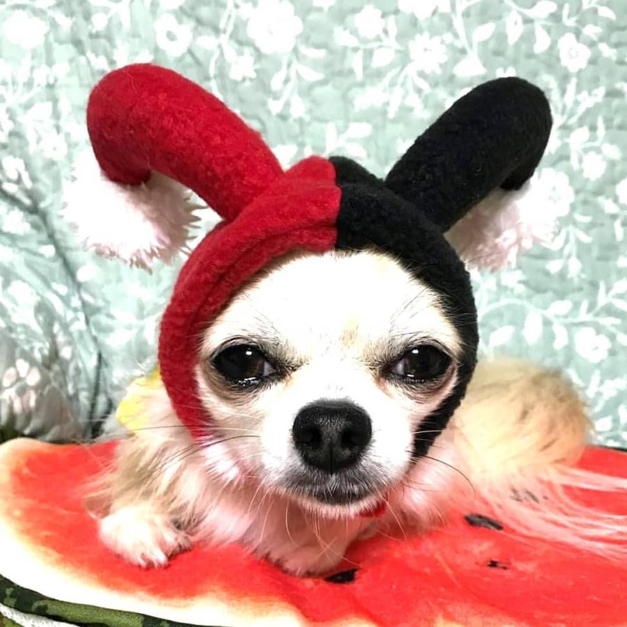 犬猫用コスプレ ハロウィンピエロのかぶりもの 帽子 変身 ペット用 Bsb02 0087 Beatitudo 通販 Yahoo ショッピング