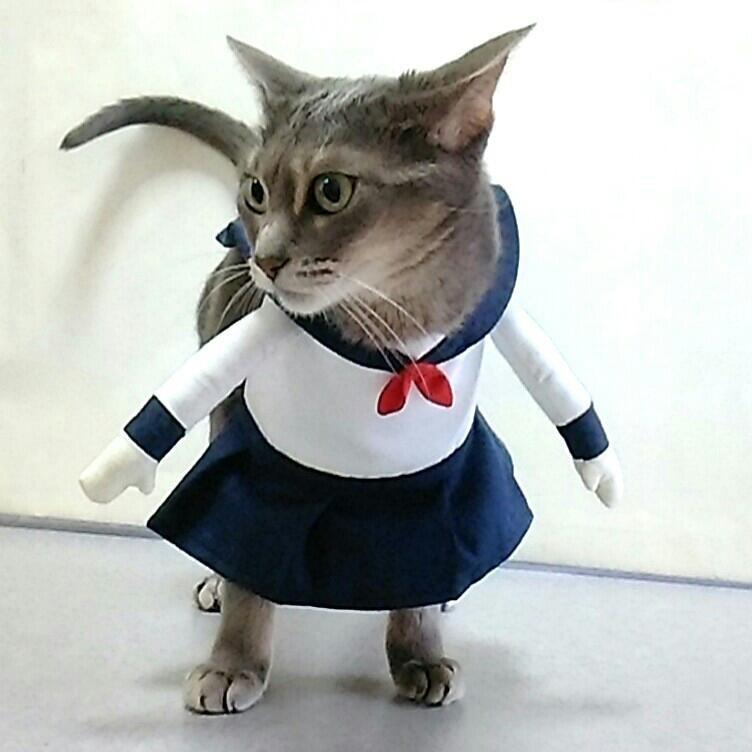犬猫用コスプレ セーラー服 二足歩行 学生服 仮装 : Beatitudo - 通販
