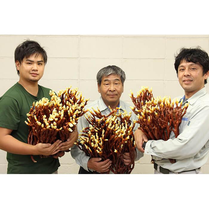 北海道産有機鹿角霊芝使用カプセル 正規販売店 旺煌 鹿角霊芝カプセル 120粒 2個セット 北海道産 有機鹿角