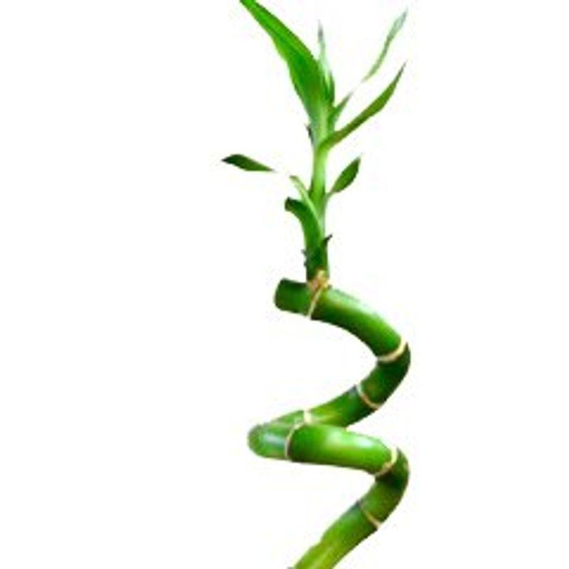 萬年竹 ミリオンバンブー 小さな葉の観葉植物 富貴竹 014 ビューティーウェルス 通販 Yahoo ショッピング