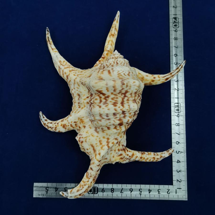 沖縄 魔除け 水字貝 スイジガイ No.04 : 貝殻&ハンドメイドパーツ通販